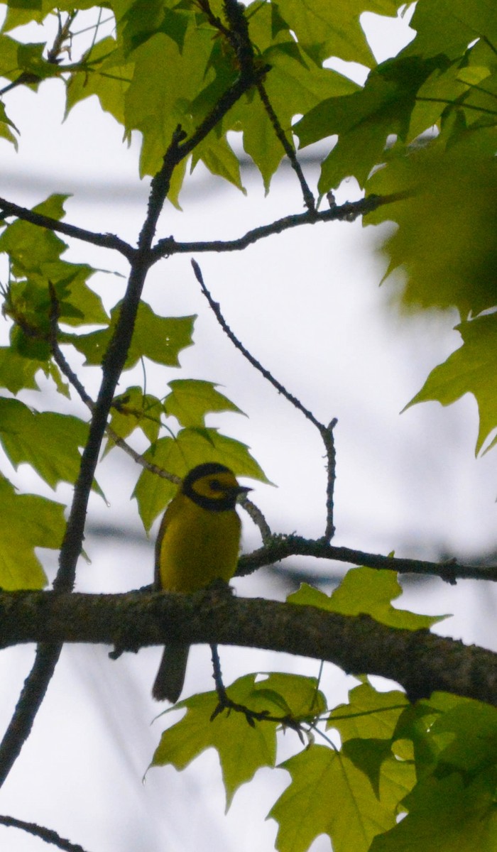 Hooded Warbler - ML635819318
