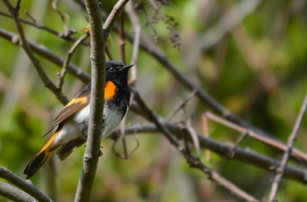 American Redstart - ML635819331