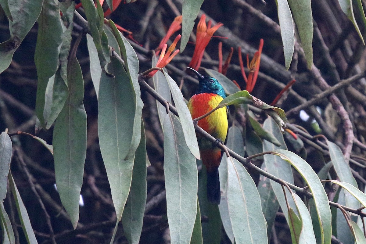 Regal Sunbird - ML635819400
