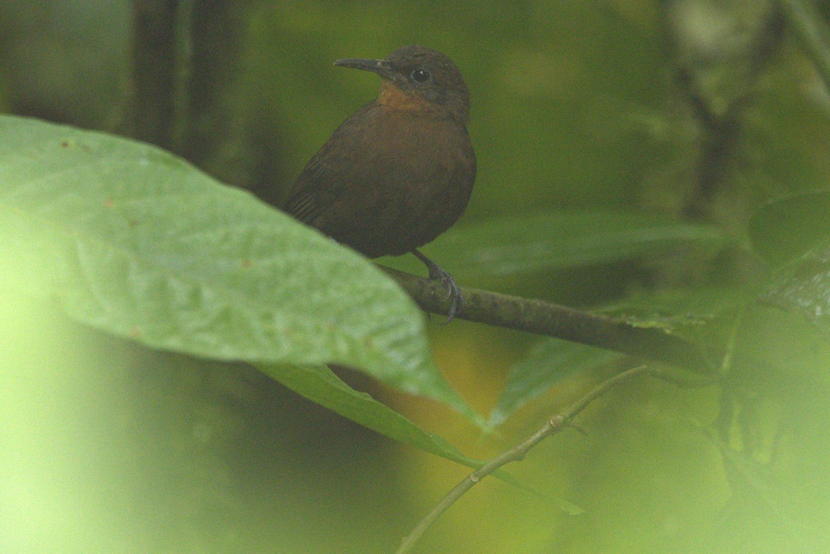 South American Leaftosser - ML635819413