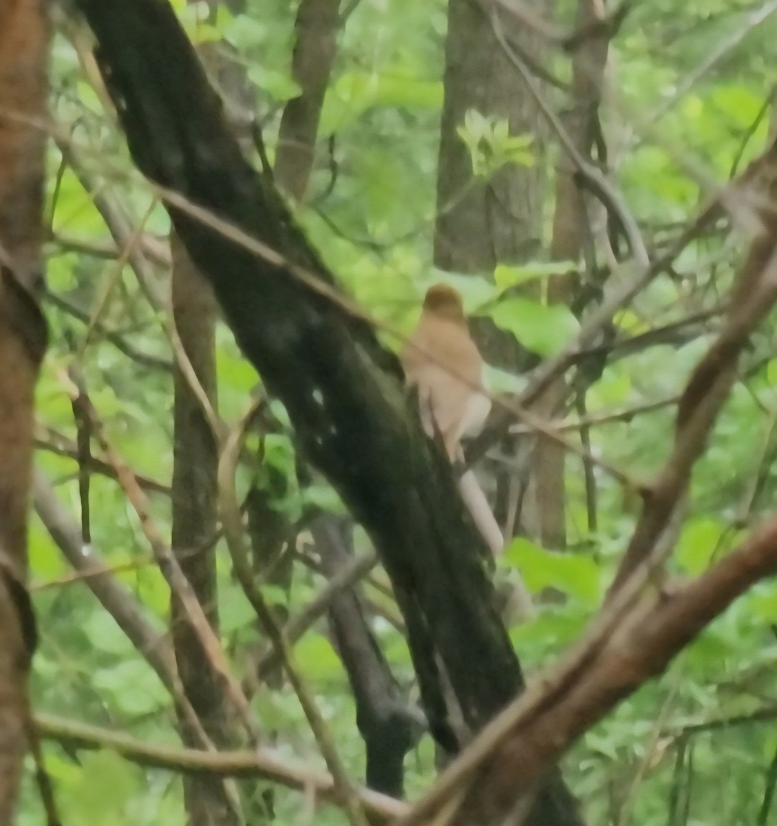Veery - ML635819433