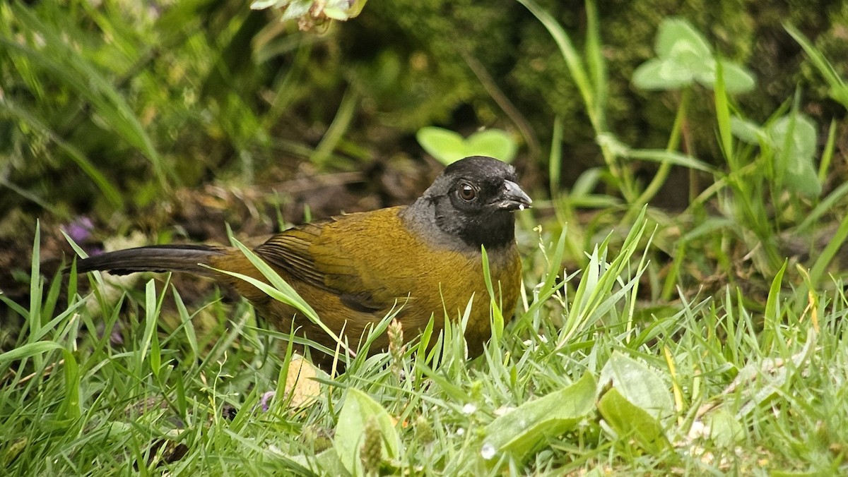 Large-footed Finch - ML635819511