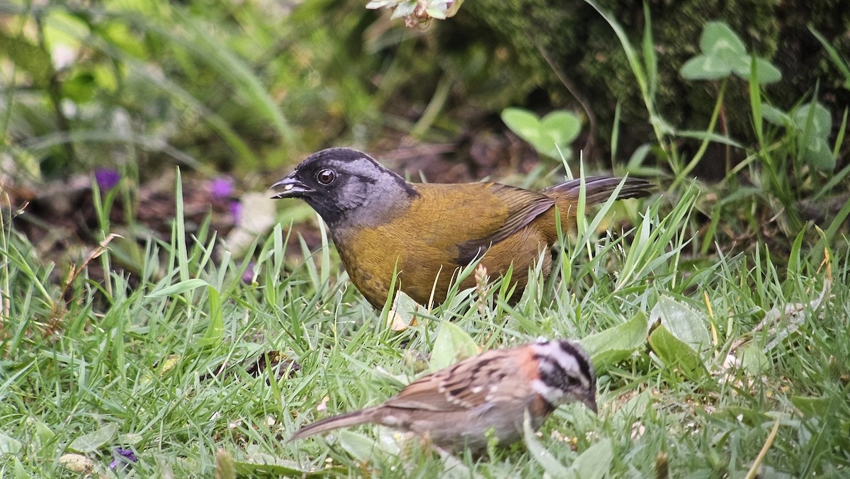 Large-footed Finch - ML635819512