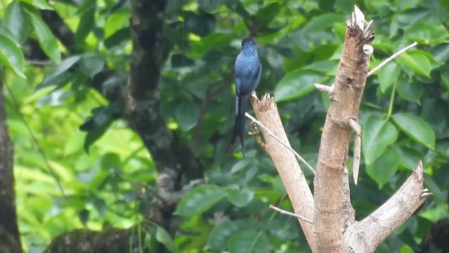 Kül Rengi Drongo - ML635819545