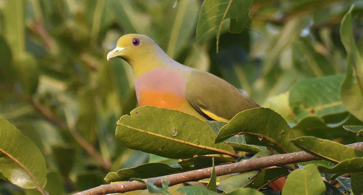 Orange-breasted Green-Pigeon - ML635819576