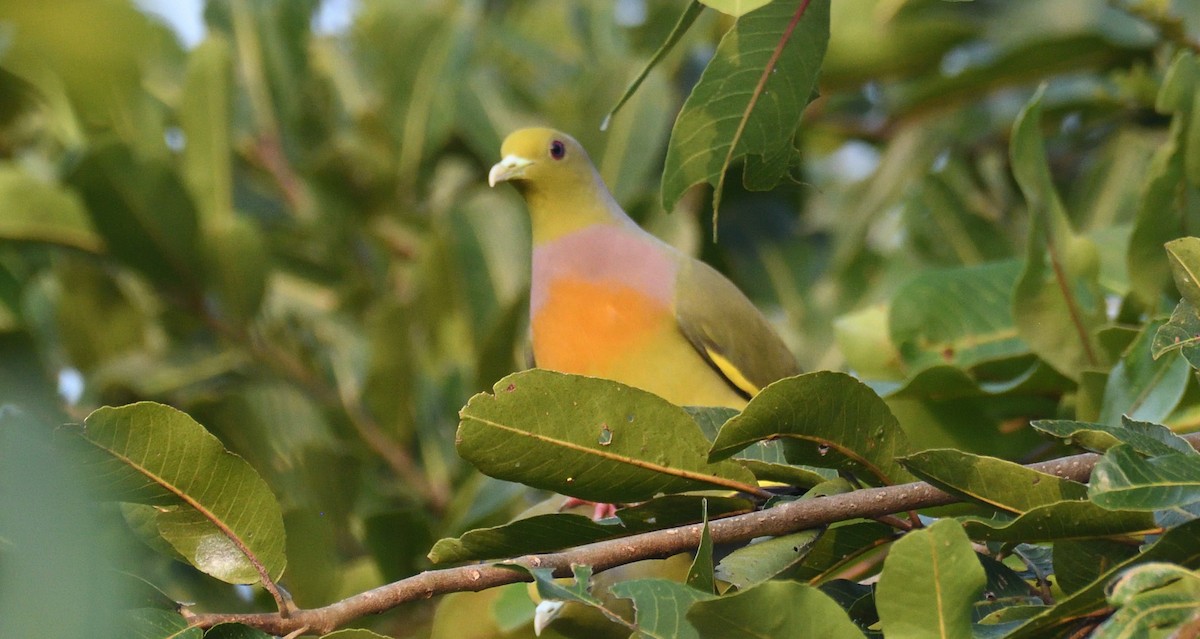 Orange-breasted Green-Pigeon - ML635819577