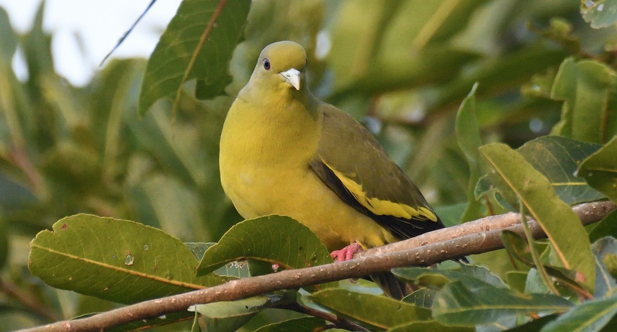 Orange-breasted Green-Pigeon - ML635819578
