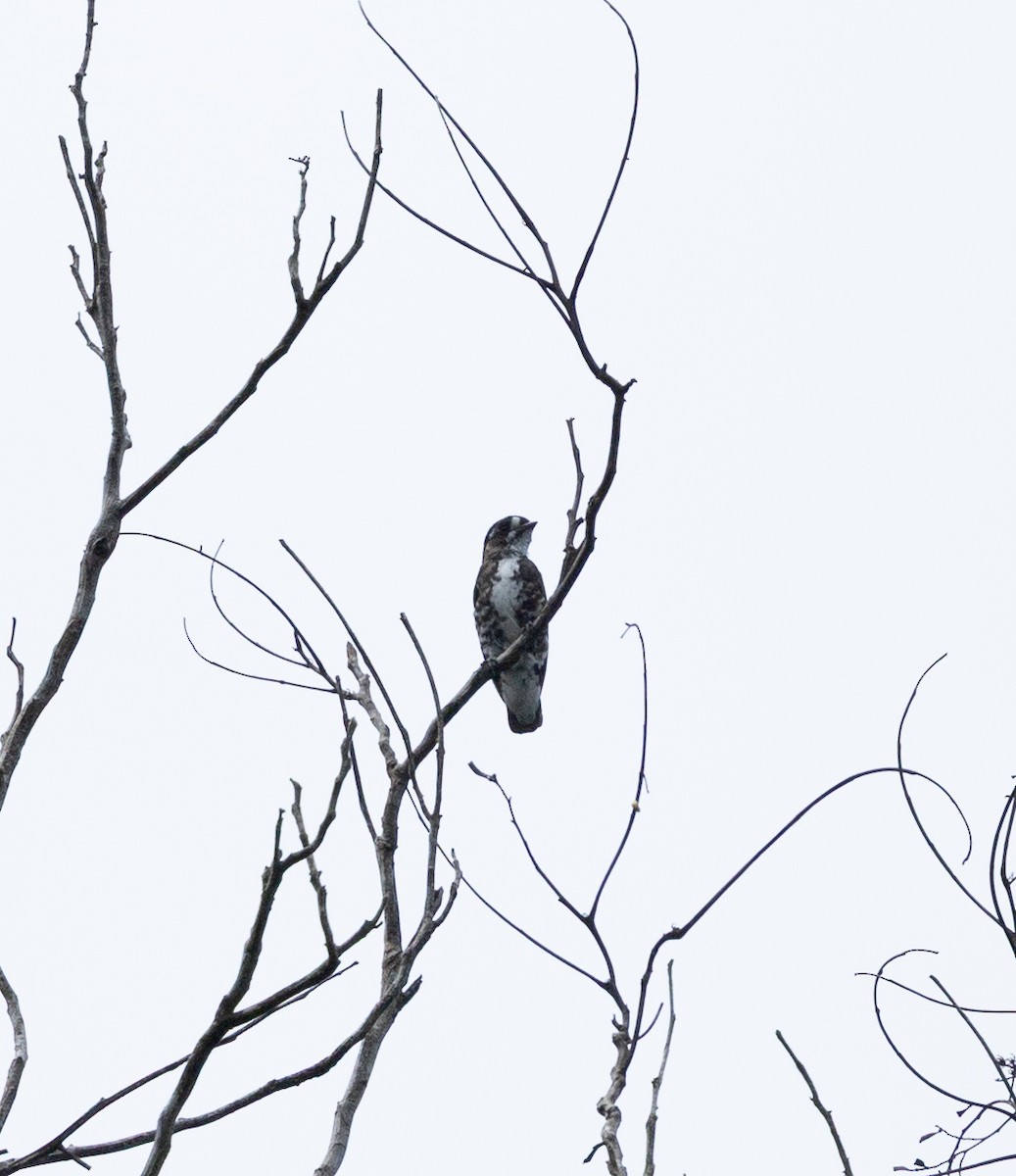 White-browed Purpletuft - ML635819591