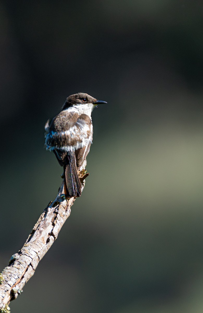 Bar-winged Flycatcher-shrike - ML635819605