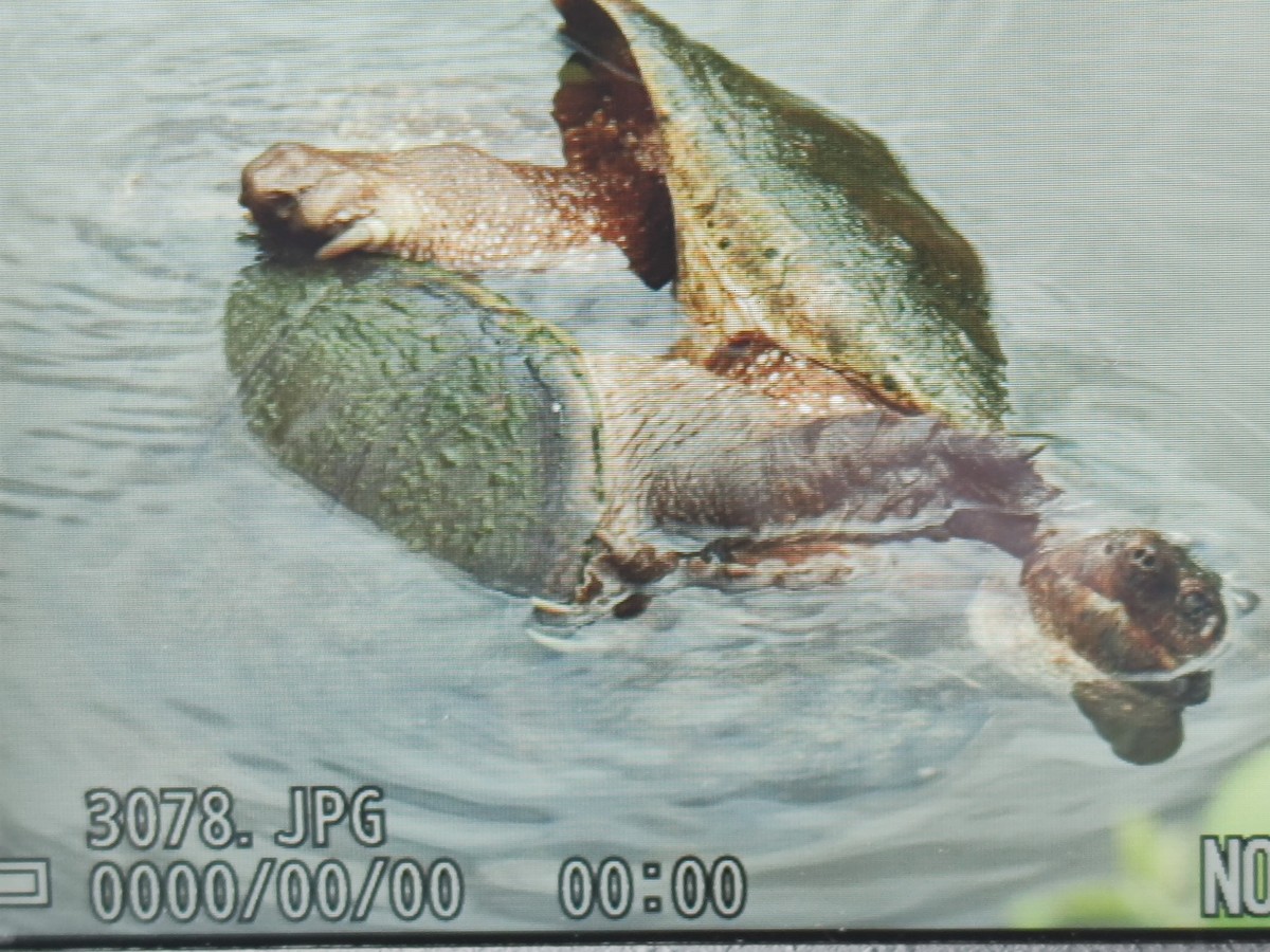 Common Snapping Turtle - ML635819664