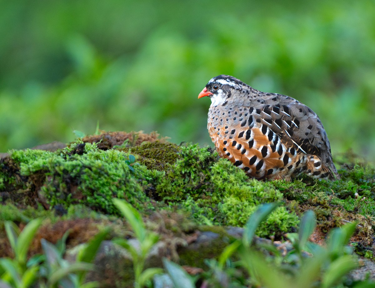 Painted Bush-Quail - ML635819668