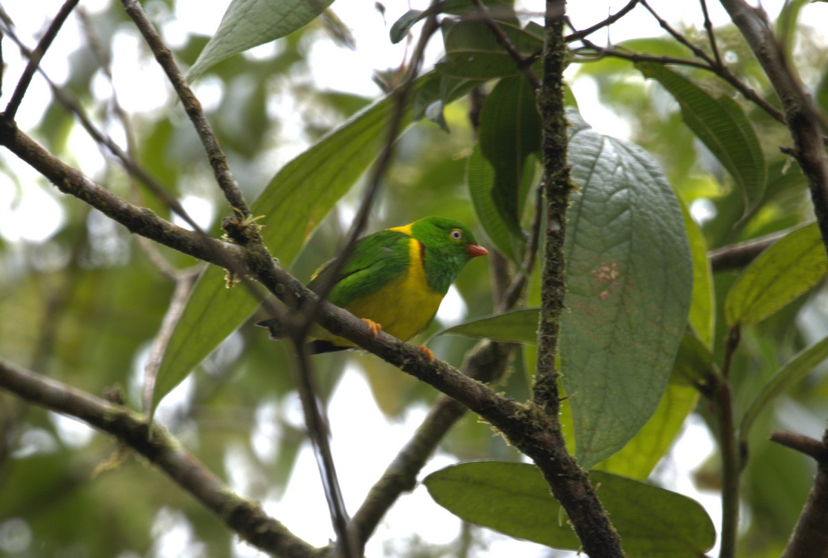 Yellow-collared Chlorophonia - ML635819672