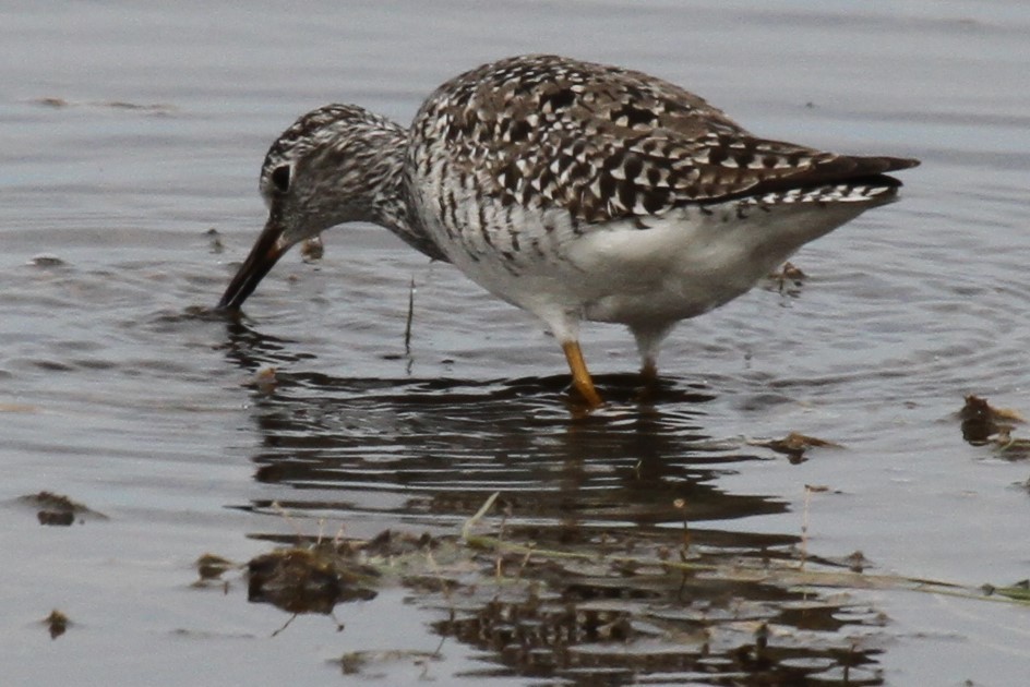 Lesser Yellowlegs - ML635819680
