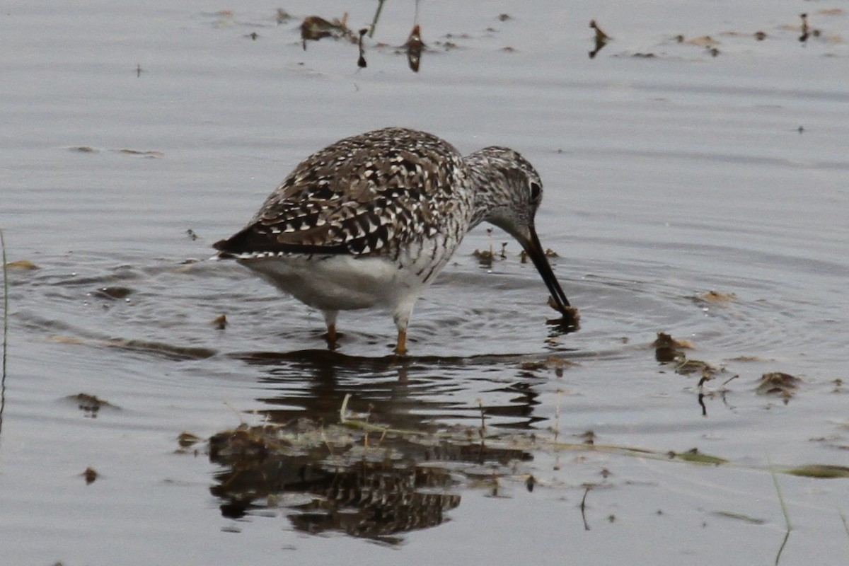 Lesser Yellowlegs - ML635819681