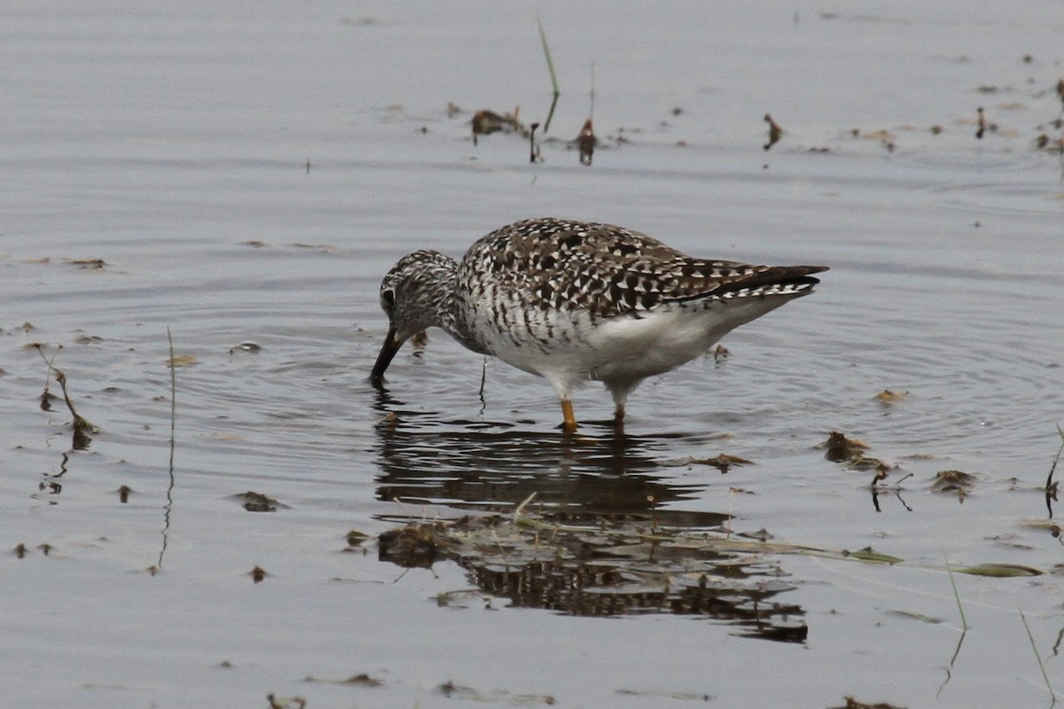 Lesser Yellowlegs - ML635819682