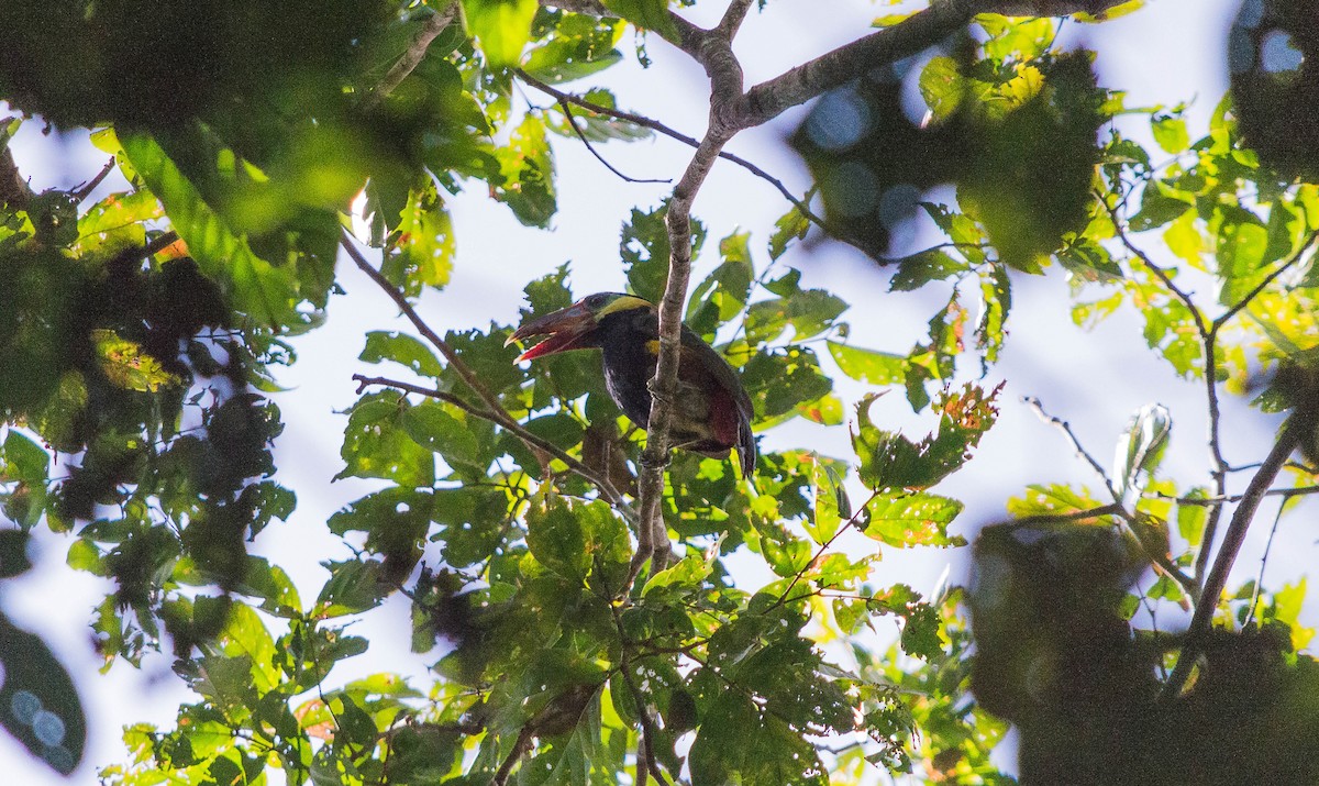 Tawny-tufted Toucanet - ML635819791