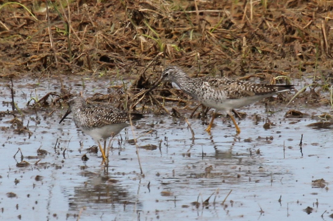 Lesser Yellowlegs - ML635819866