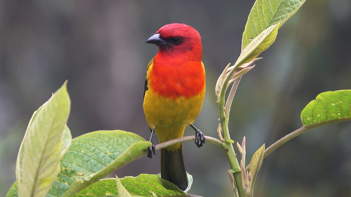 Red-hooded Tanager - ML635819902