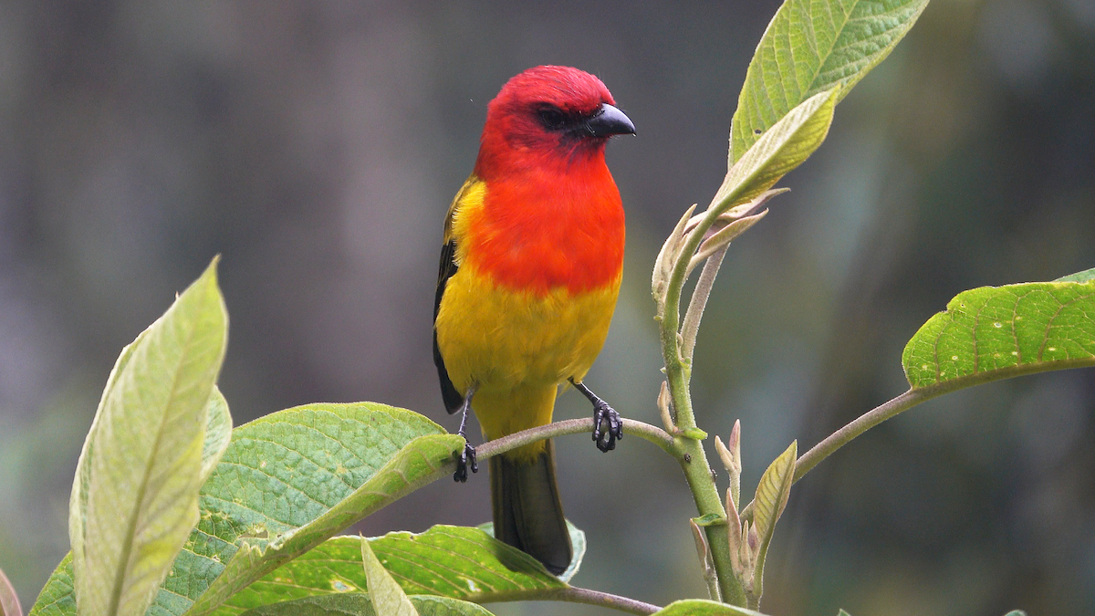 Red-hooded Tanager - ML635819903