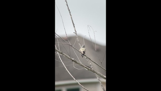 yellow-bellied kingbird sp. - ML635819965