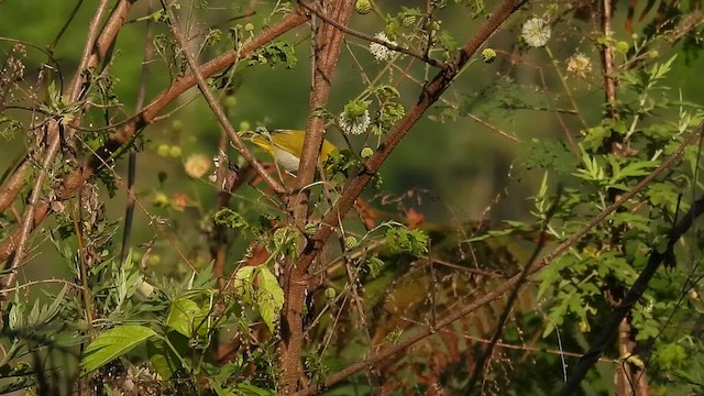 Indian White-eye - ML635819984