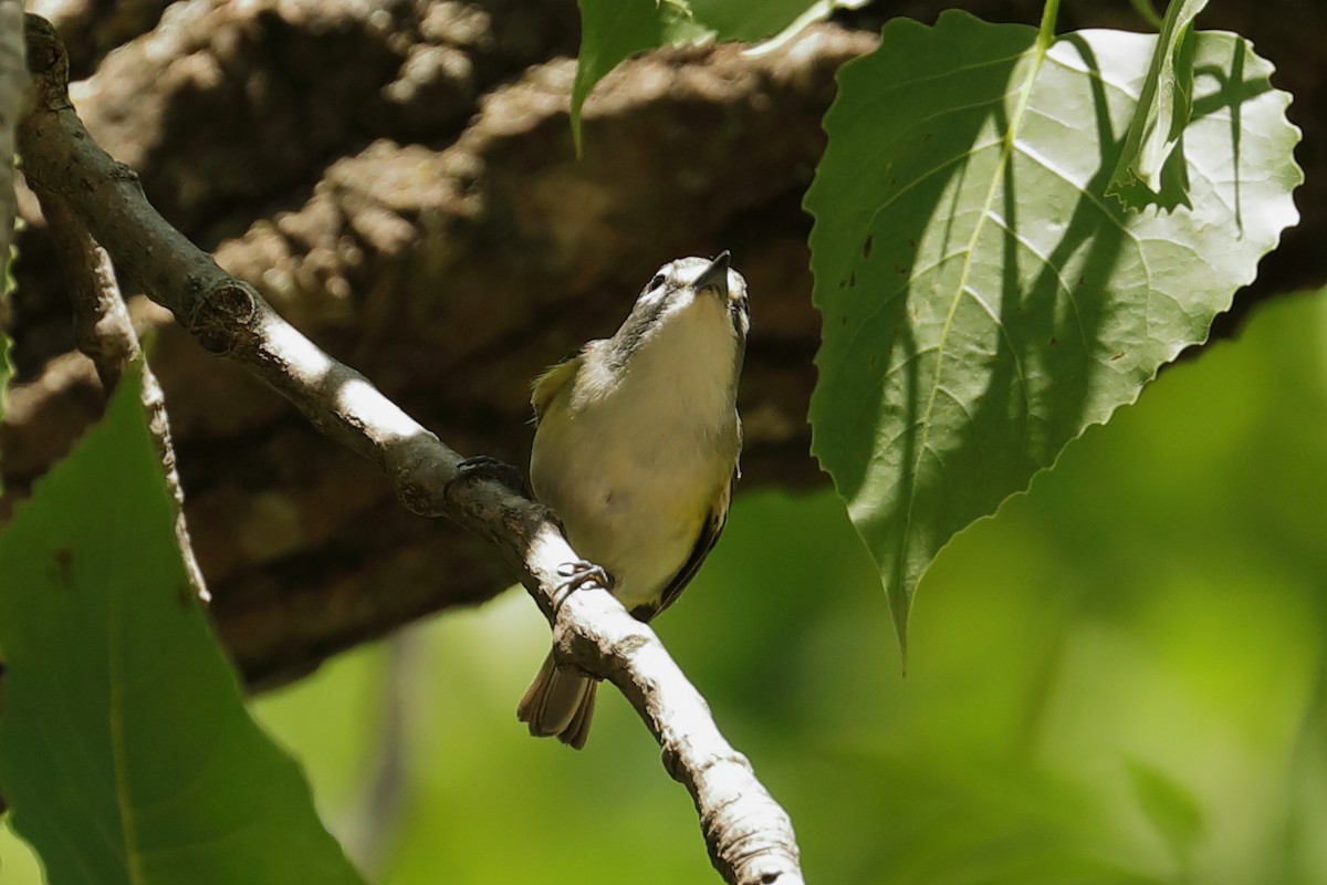 Blue-headed Vireo - ML635820002