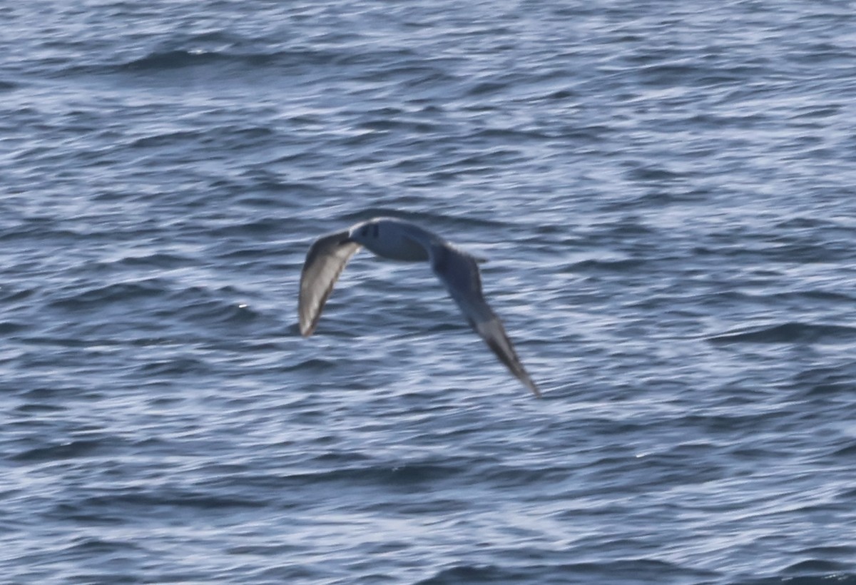 Mouette de Bonaparte - ML635820008
