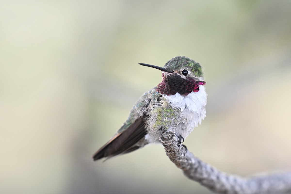 Broad-tailed Hummingbird - ML635820082