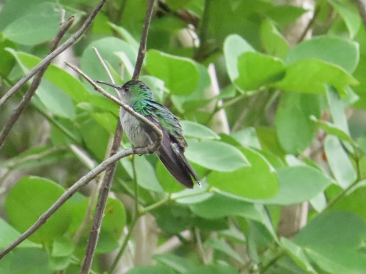 Crowned Woodnymph - ML635820165