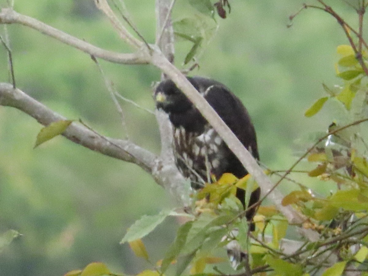Short-tailed Hawk - ML635820171