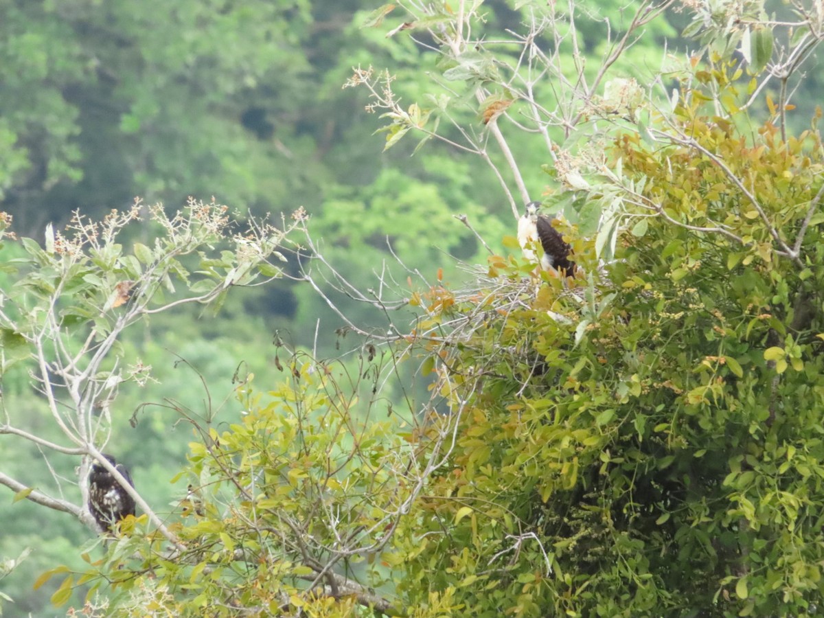 Short-tailed Hawk - ML635820172