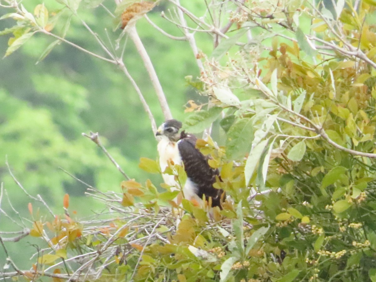 Short-tailed Hawk - ML635820174