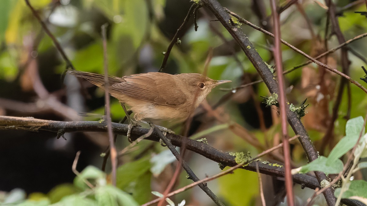Common Reed Warbler (Common) - ML635820279
