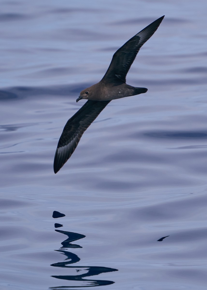 Petrel de las Kermadec - ML635820289