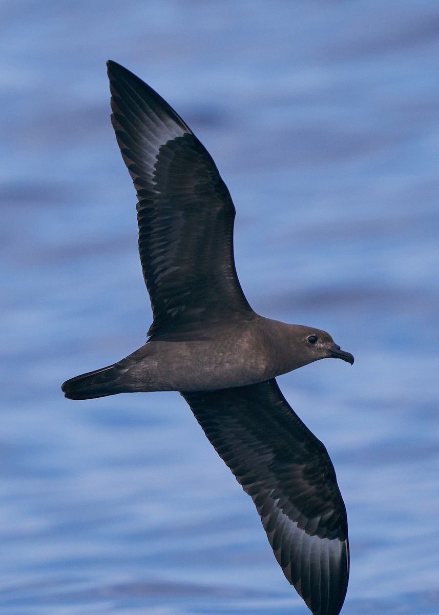 Petrel de las Kermadec - ML635820290