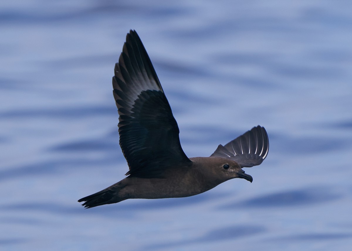 Petrel de las Kermadec - ML635820291