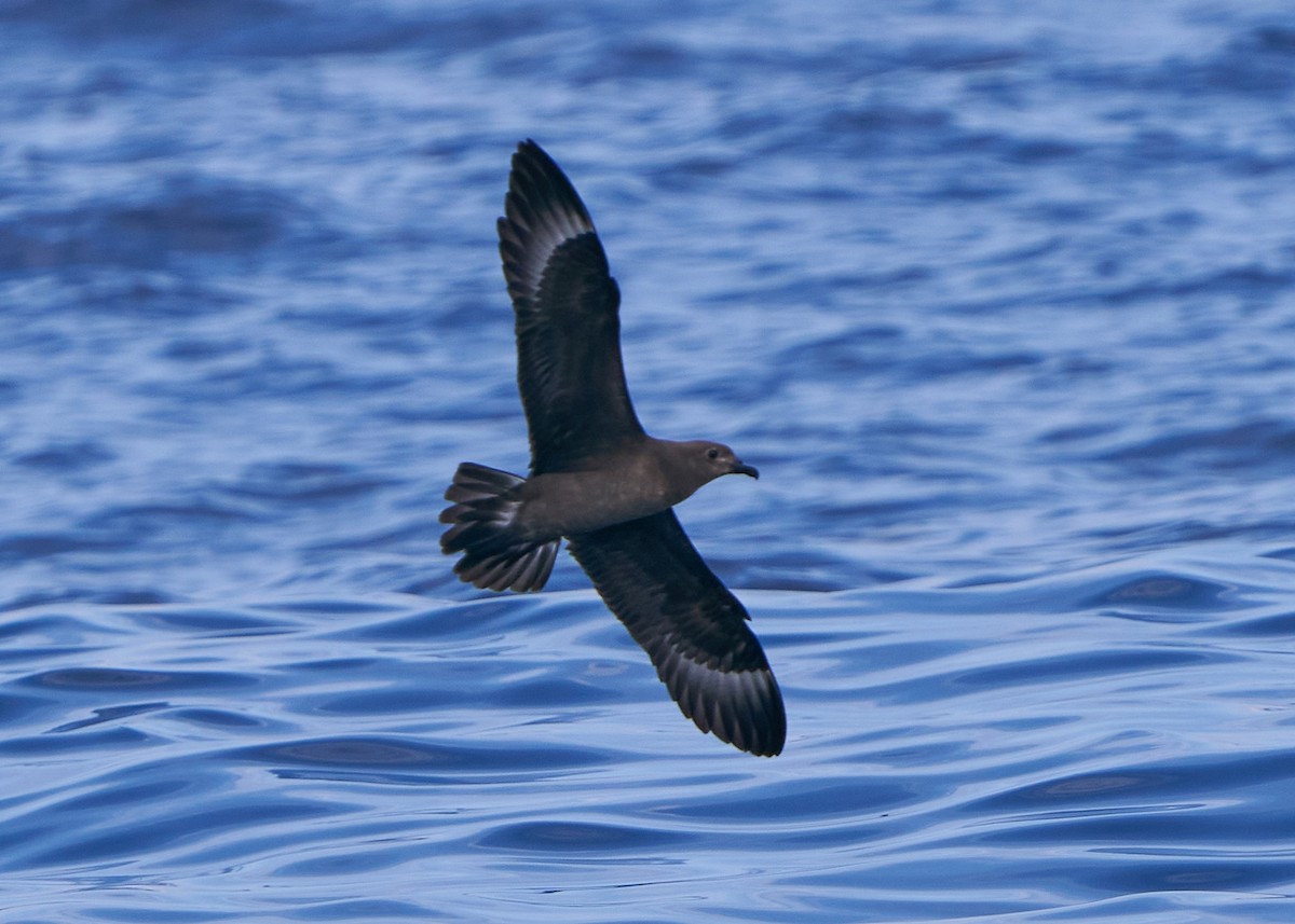 Petrel de las Kermadec - ML635820292