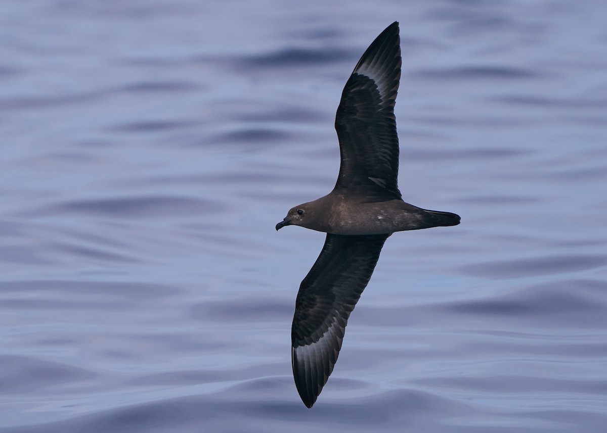 Petrel de las Kermadec - ML635820293