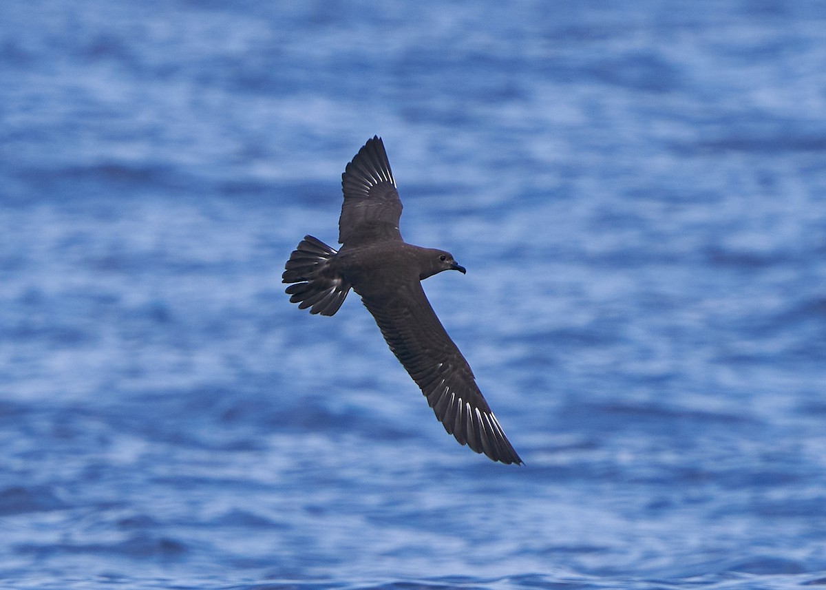 Petrel de las Kermadec - ML635820294