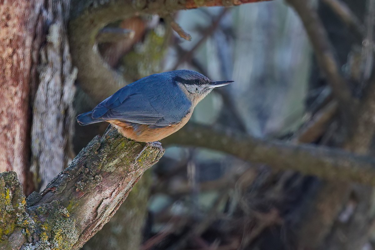 Kashmir Nuthatch - ML635820382