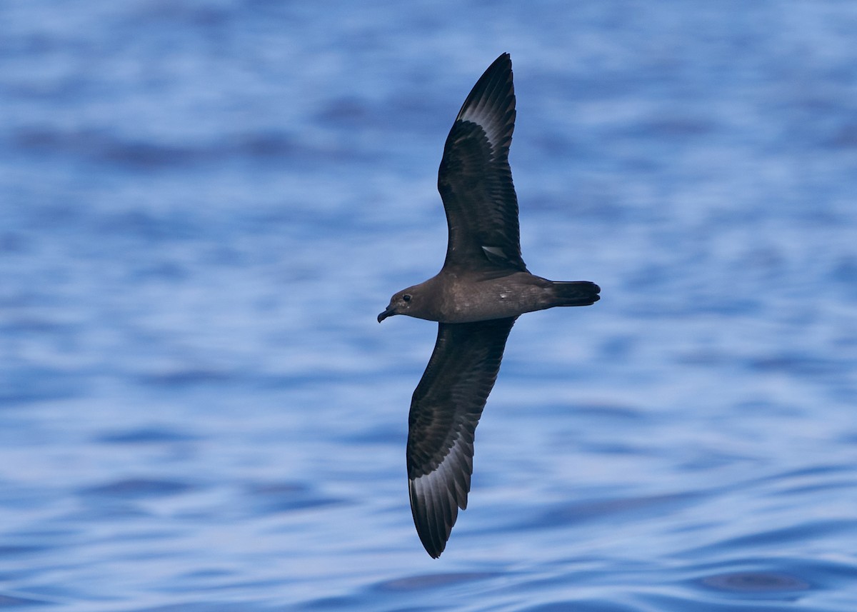 Petrel de las Kermadec - ML635820415