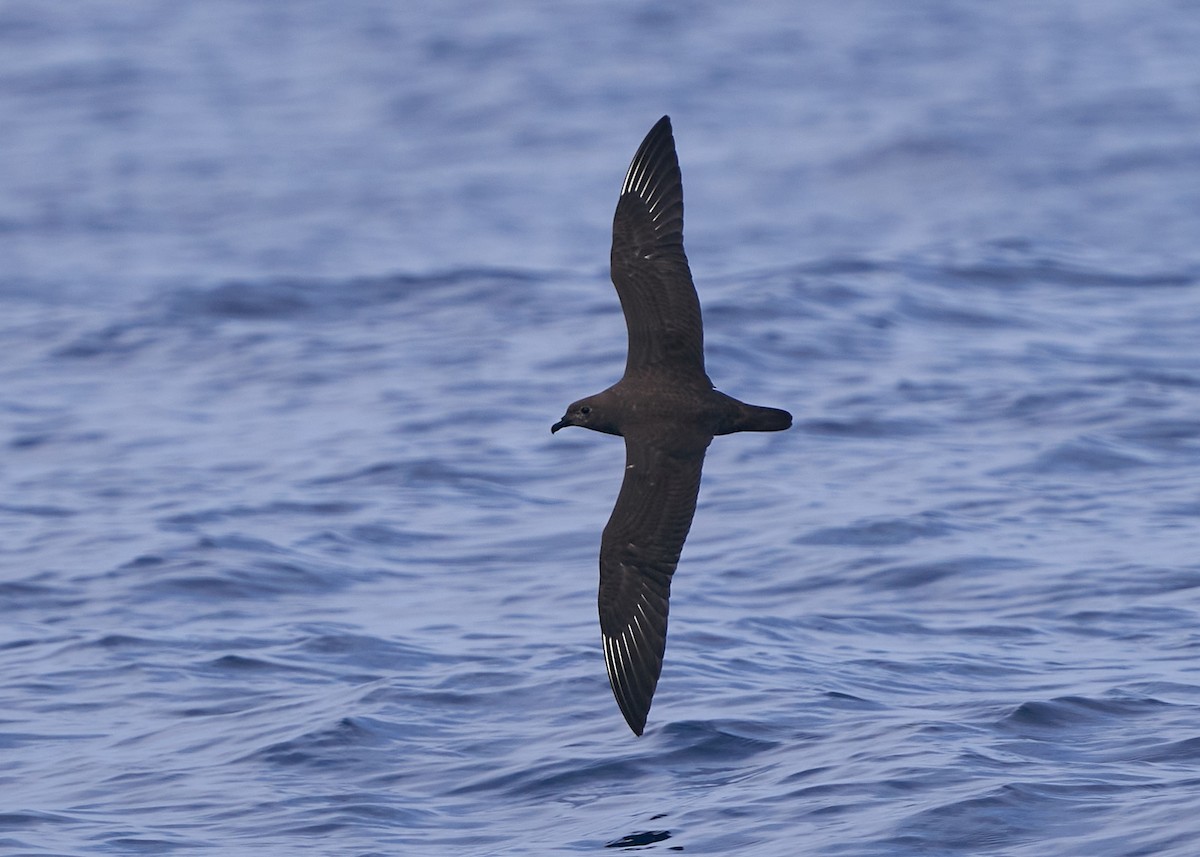 Petrel de las Kermadec - ML635820416