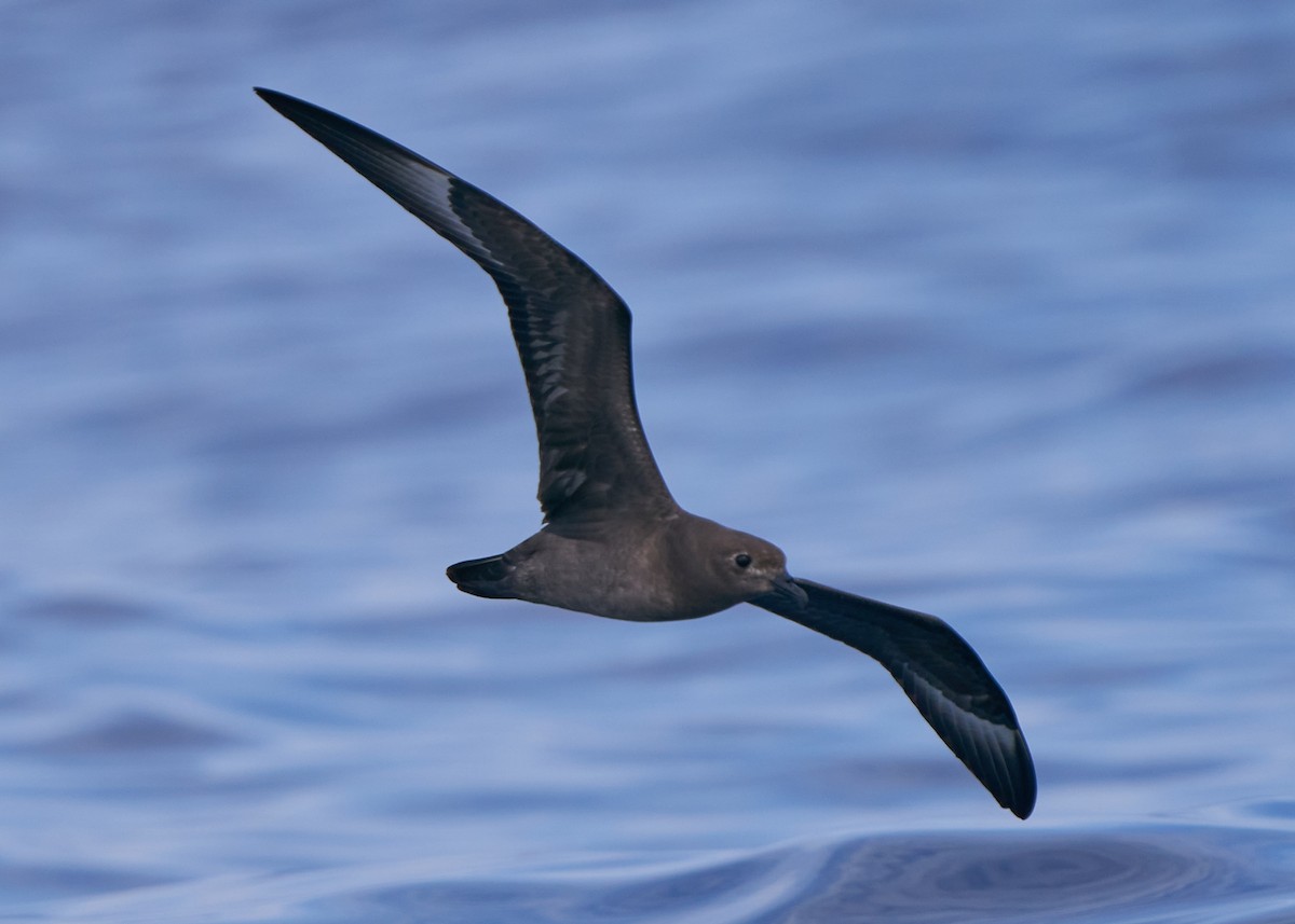 Petrel de las Kermadec - ML635820417