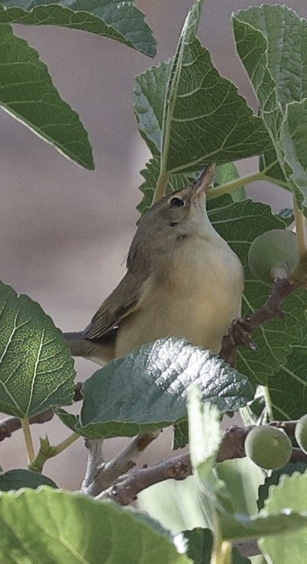 Blyth's Reed Warbler - ML635820509