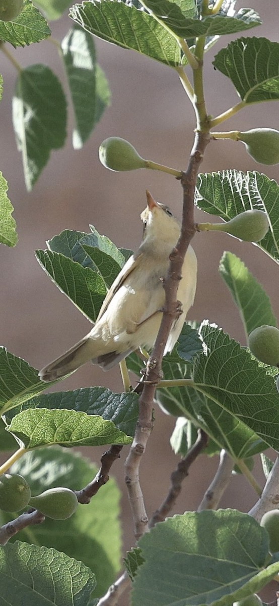 Blyth's Reed Warbler - ML635820510