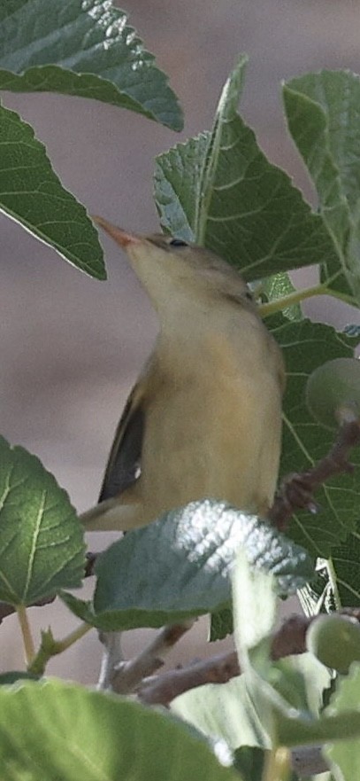 Blyth's Reed Warbler - ML635820511
