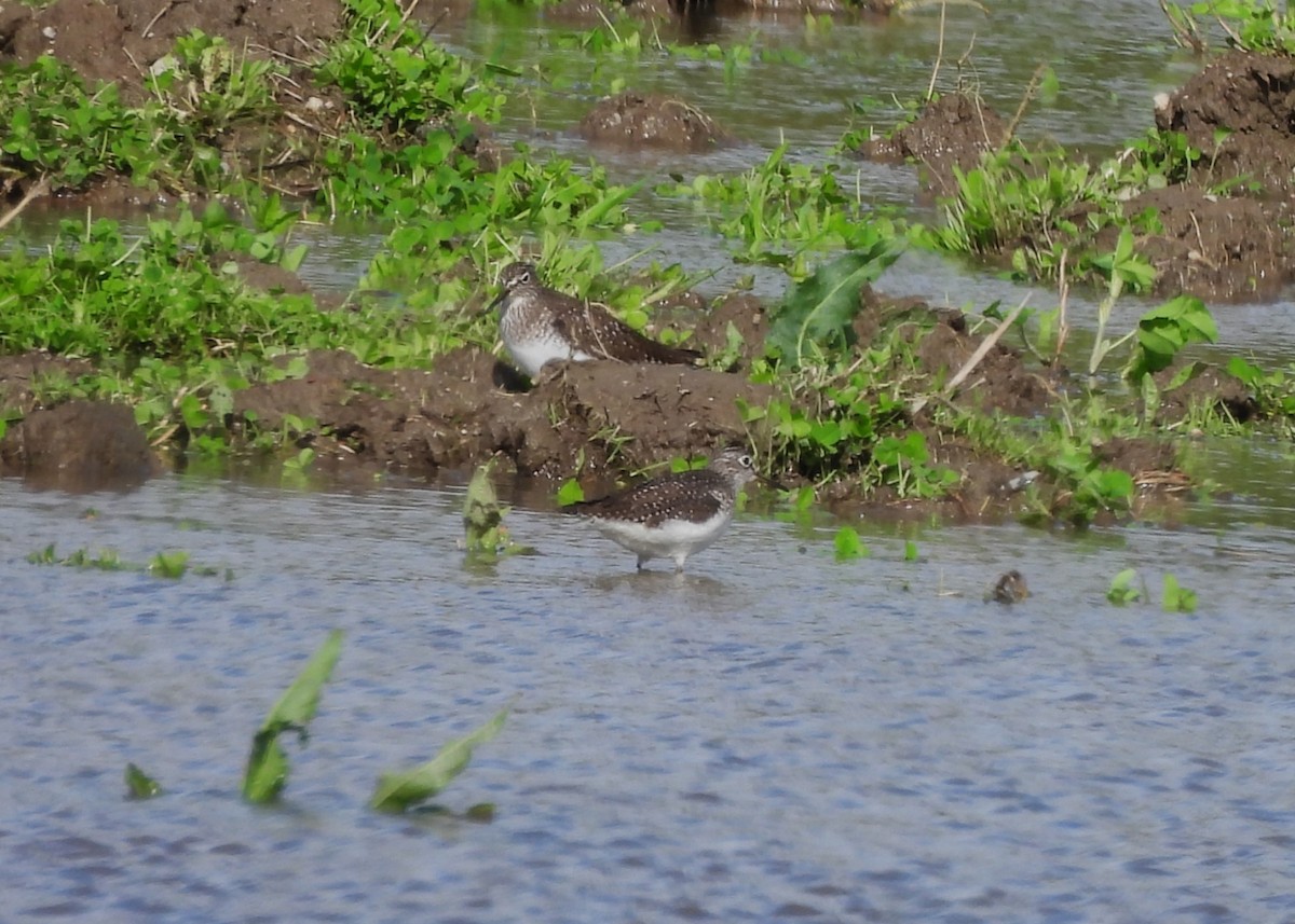 Solitary Sandpiper - ML635820530