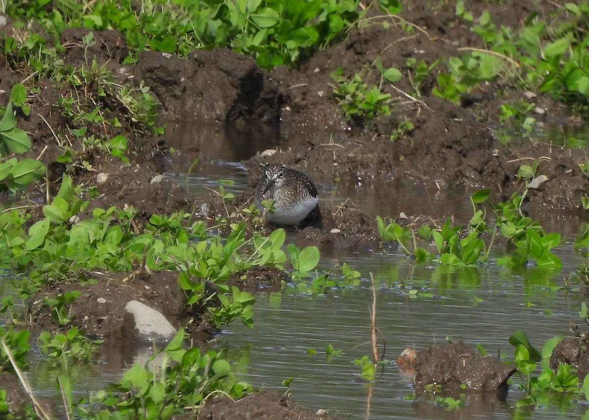 Solitary Sandpiper - ML635820531