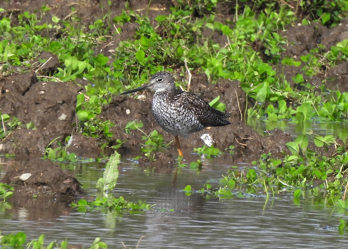 Greater Yellowlegs - ML635820543