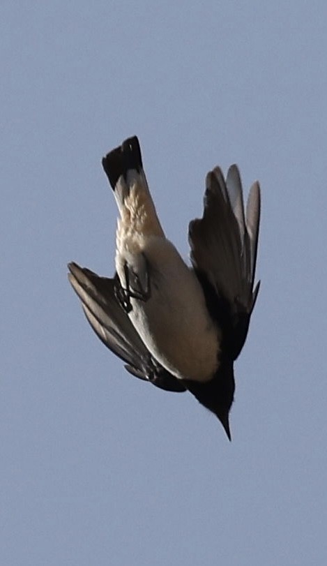 Mourning Wheatear - ML635820544